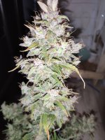 IMG_20200127_223226.jpg