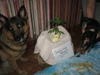 IMG_1334.JPG