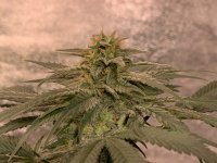 0E81D56A-3B27-405F-889D-E1E3B4A32FC2.jpeg