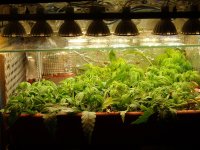 2020 02 02 a (4).JPG