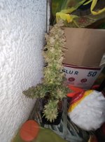IMG_20200204_141329.jpg