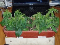 835644871 20200202(11).JPG.964220d3c521f2ebc7ffcb0f53c0fffc.jpg