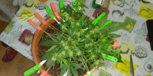 b55de92d-a4b2-43cf-82a3-40dc68e3a371.jpe