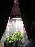 IMG_20200302_160232.jpg