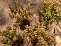 7902FEB9-638F-44B6-BB94-8B0BF42E4DB5.jpeg