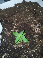 WhatsApp Image 2020-03-19 at 12.33.52.jpeg