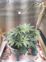 IMG_20200320_184858.jpg