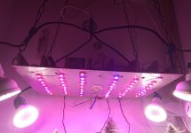 IMG_20200324_074903.jpg