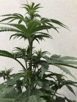922760AD-8AB8-401E-9B2C-72CEA30E3670.jpeg