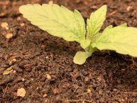 4C071CB6-7EDB-4A8B-AEB6-0503C66FD944.jpeg 4C071CB6-7EDB-4A8B-AEB6-0503C66FD944.jpeg