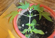 IMG_20200403_232526~2.jpg