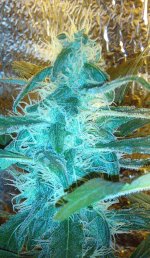 IMG_20200403_232906~2.jpg