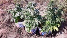 20190913 124916.jpg.5fb3f1eb0e639c474d690bed009ec09d.jpg.f4d0f70882c627a9bc9891d7eda9ac3c.jpg