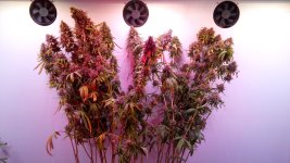 IMG_20200410_144741.jpg