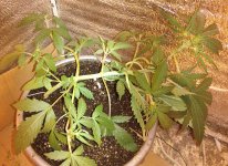 IMG_20200412_213125~2.jpg