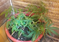IMG_20200412_213454~2.jpg