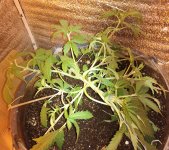 IMG_20200412_212526~2.jpg