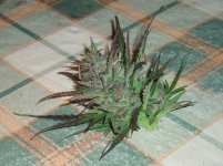 5bc3c79676341 12018(16).JPG.0508e9e0696f79d4528a9f9678fc6194.jpg