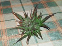 5bc3c79412c68 12018(13).JPG.192f56d621840f42a8ee2226d3919da8.jpg