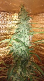 IMG_20200417_222235~2.jpg