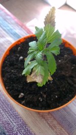 IMAG0779.jpg