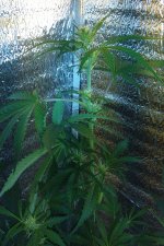 IMG_20200424_195325~2.jpg