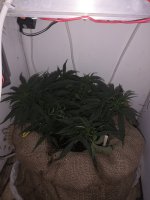 IMG_20200428_101339.jpg