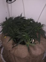 IMG_20200428_101347.jpg