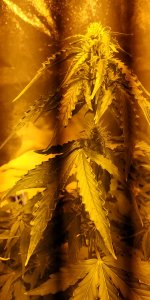 IMG_20200429_082901.jpg