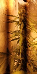 IMG_20200429_082907.jpg