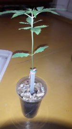 Screenshot_20200501-053207_Video Player.jpg