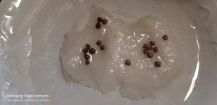 2020-04-16 18-31-29.JPG