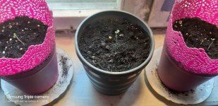 2020-04-17 13-52-42.JPG