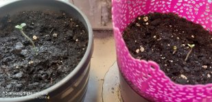 2020-04-17 13-52-49.JPG