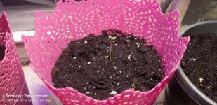 2020-04-17 19-50-32.JPG