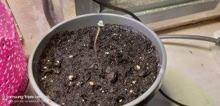 2020-04-17 19-50-37.JPG