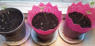 2020-04-21 16-54-30.JPG