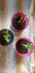 2020-04-26 16-04-31.JPG