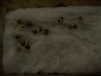 100_1796.JPG