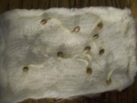 100_1797.JPG