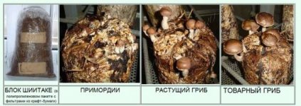 Безымянный.jpg