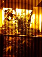 о таки дерева.jpg