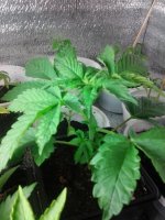 20130419_201311.jpg