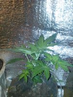 IMG_20130421_001437.jpg