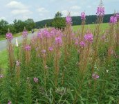 685px-Epilobium_angustifolium_02_ies.jpg