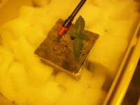 100_1841.JPG