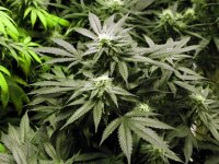 1366710207_weed.jpg 1366710207_weed.jpg