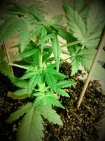 20130505_125358.jpg