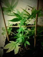 20130505_130821.jpg