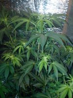 IMG_20130504_181831.jpg